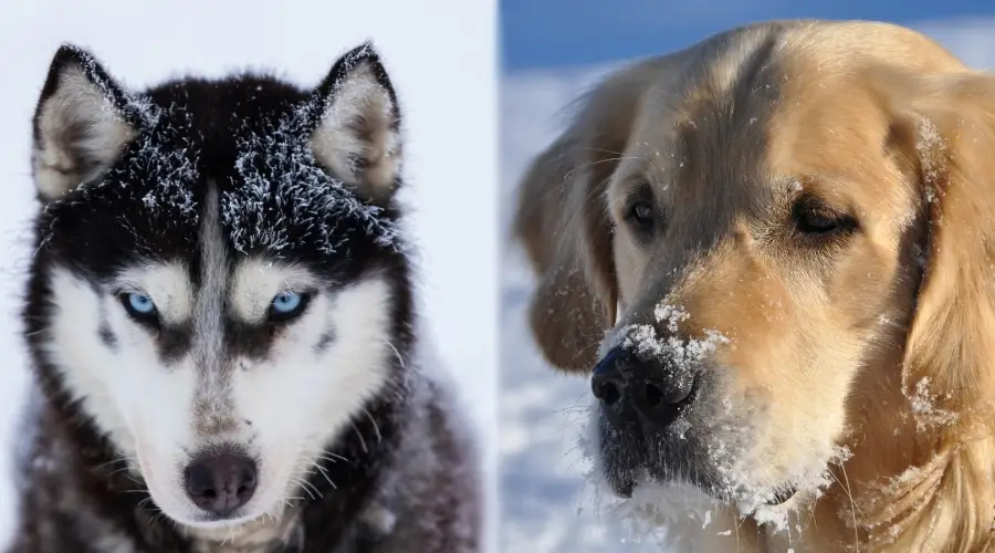 Diferencias De Apariencia Husky Siberiano Golden Retriever