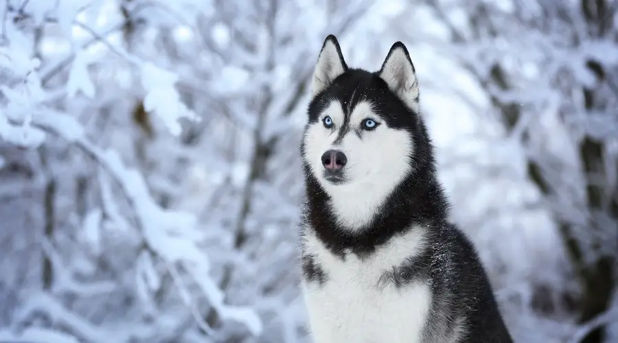 Husky siberiano al aire libre