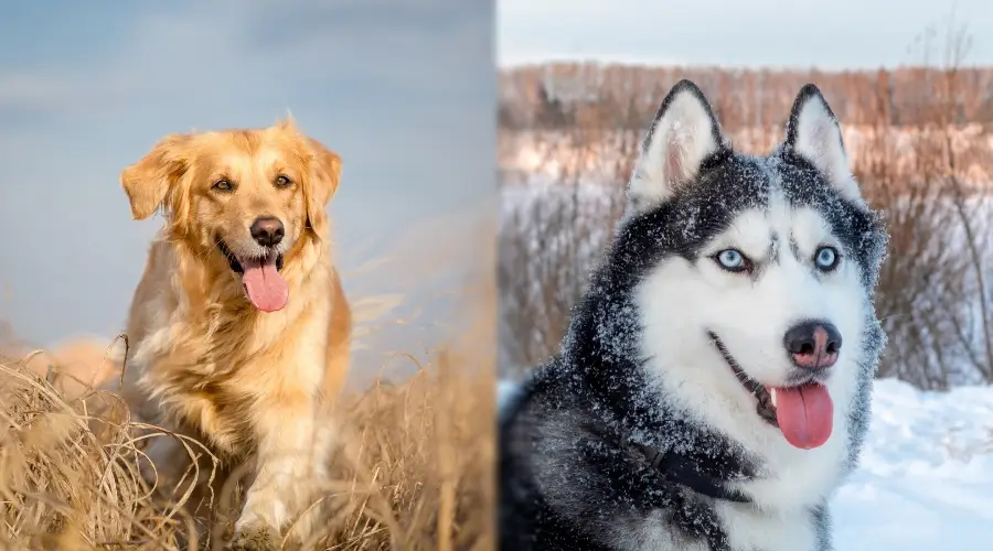 Golden Retriever y Husky haciendo ejercicio