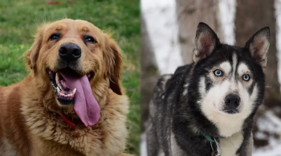 Temperamento Golden Retriever vs Husky