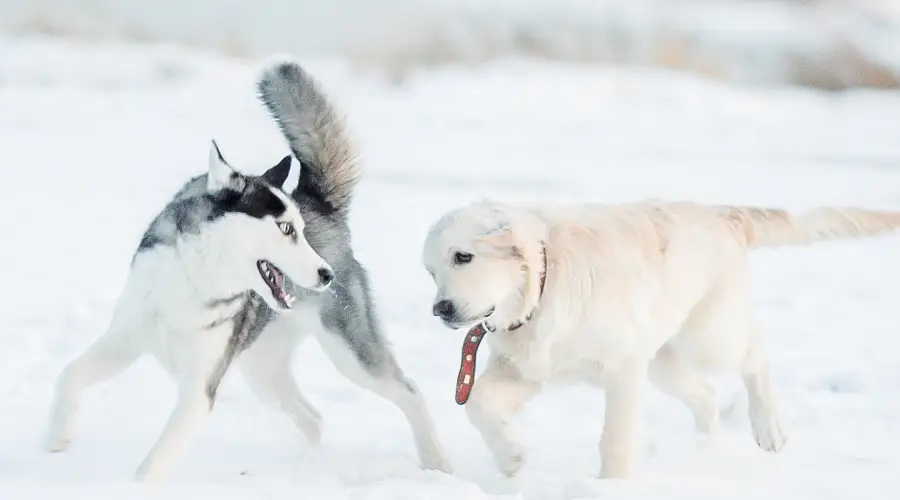 Husky saludable y Golden Retriever jugando