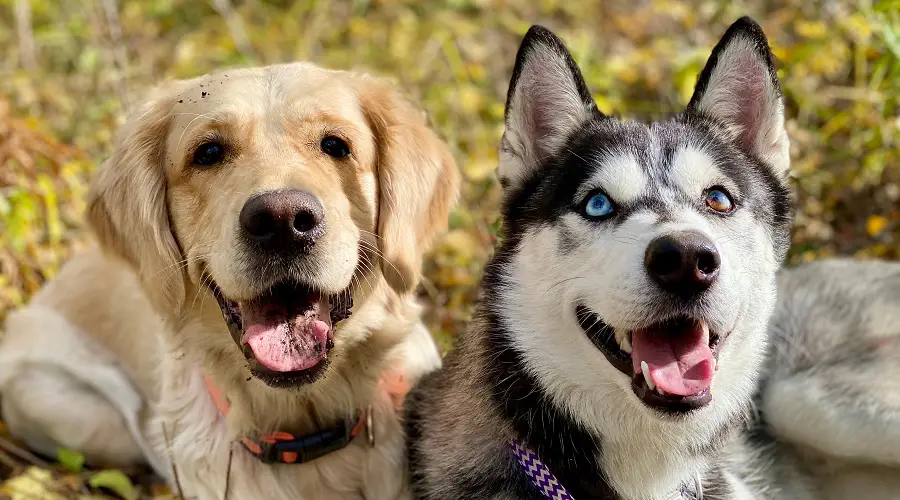 Husky y Golden Retriever en entrenamiento