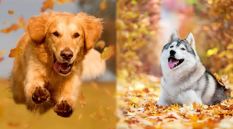 Golden Retriever y Husky jugando en las hojas