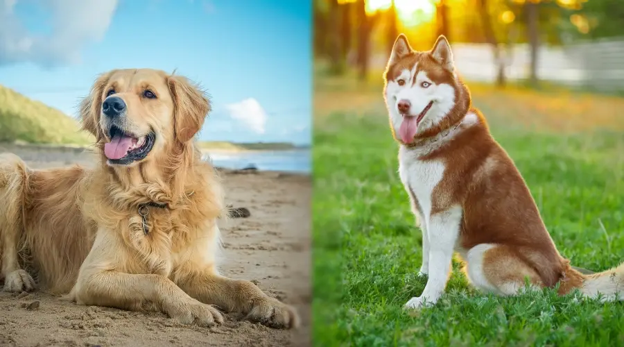 Husky siberiano vs Golden Retriever ambos al aire libre