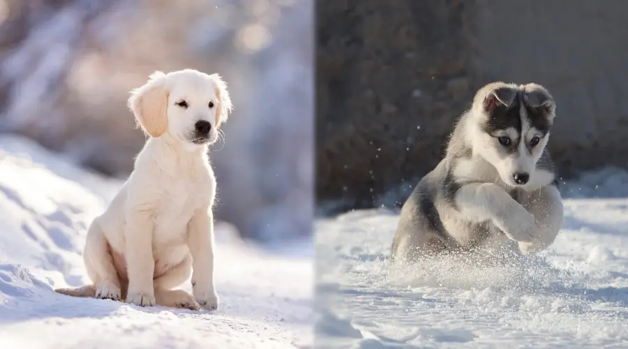 Golden Retriever vs Husky Cachorro al aire libre