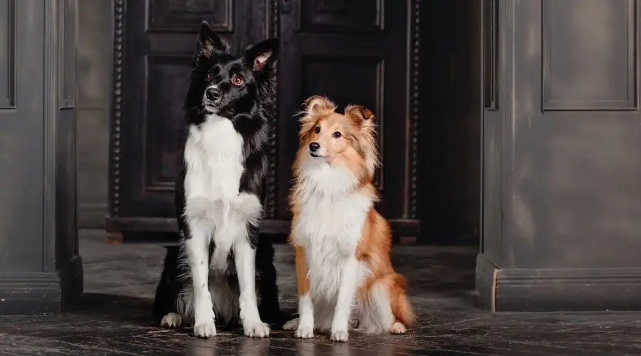 Border Collie y Shetland Sheepdog juntos cerca de la puerta