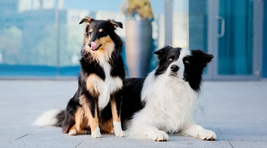 Dos perros pastores afuera
