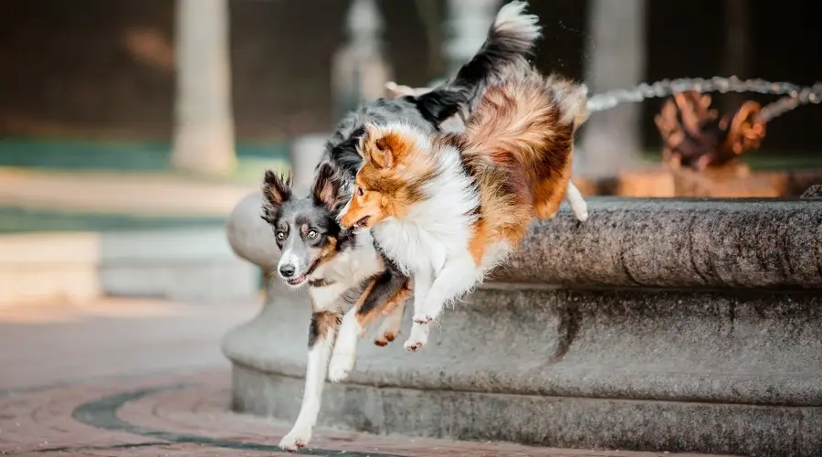 Perros pastores sanos haciendo ejercicio