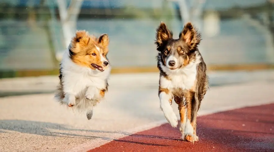 Dos perros pastores fuera del entrenamiento