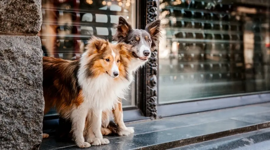 Perro pastor de Shetland y Border Collie afuera