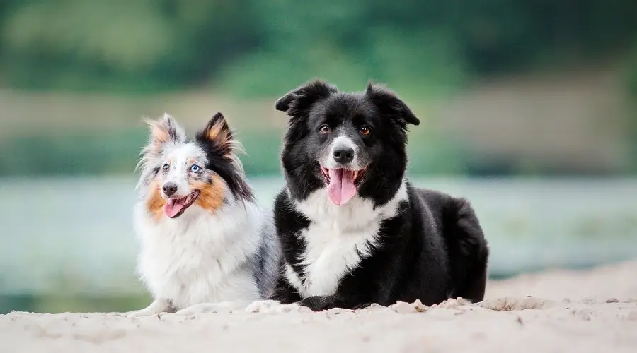 Sheltie y Border Collie en la playa