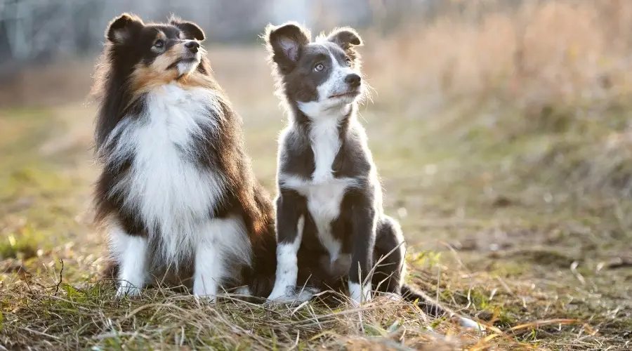 Cachorros Sheltie y Border Collie