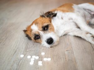 Mi Perro Comió Tylenol De 500 Mg: Toxicidad Por Paracetamol