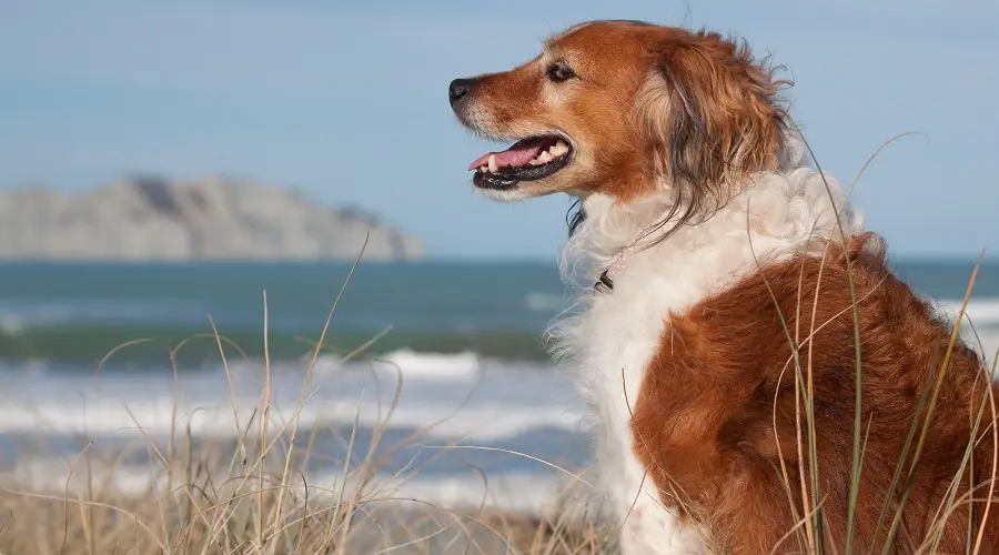 Beagle Golden Mix corriendo en la playa