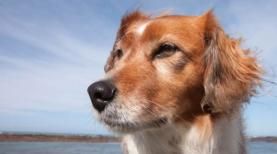 Mezcla de Golden Retriever Beagle de doble capa