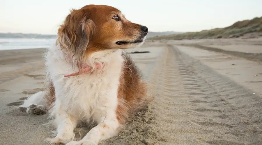 Perro de rescate y refugio