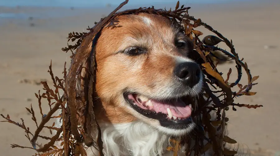 Tonto Golden Retriever Beagle Perro Mixto