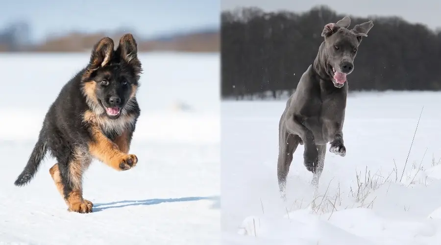 Perros alemanes corriendo por la nieve