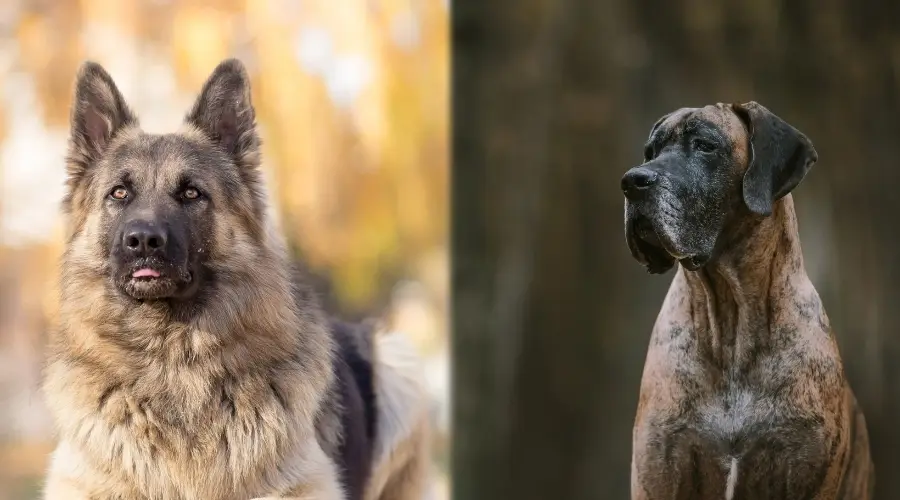 Perros alemanes en entrenamiento