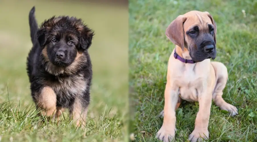 Cachorros de pastor alemán y gran danés