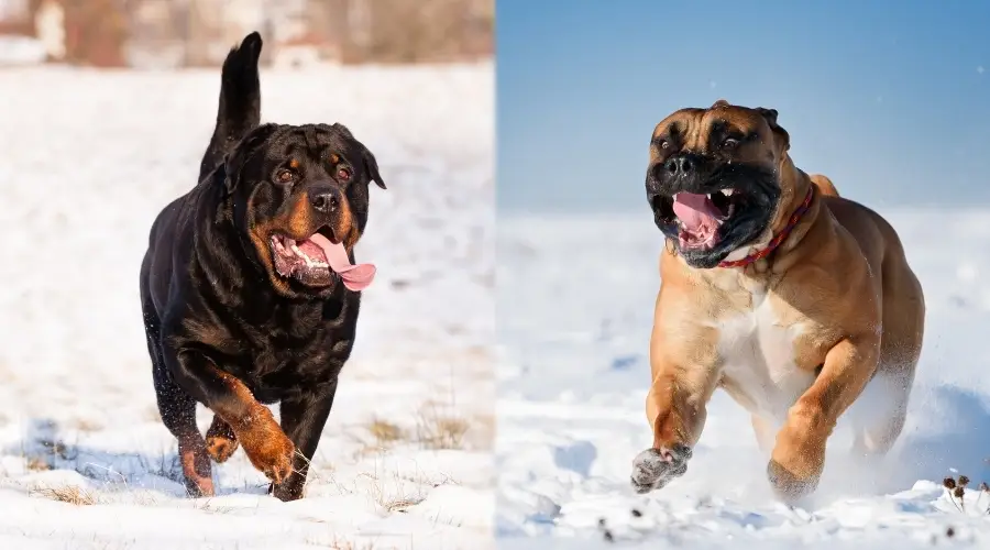 Rottweiler y Boerboel jugando al aire libre