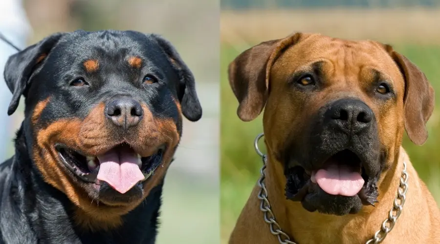 Temperamento de Rottweiler vs. Boerboels