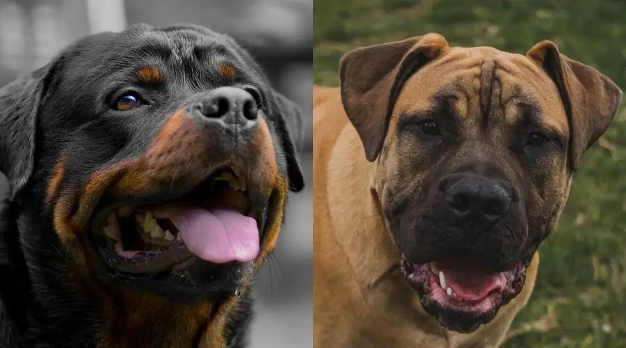 Rottie y Boerboel saludables