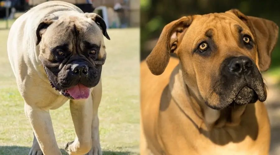 Perros molosos afuera