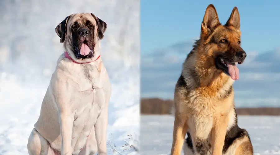 Perros activos y sanos al aire libre