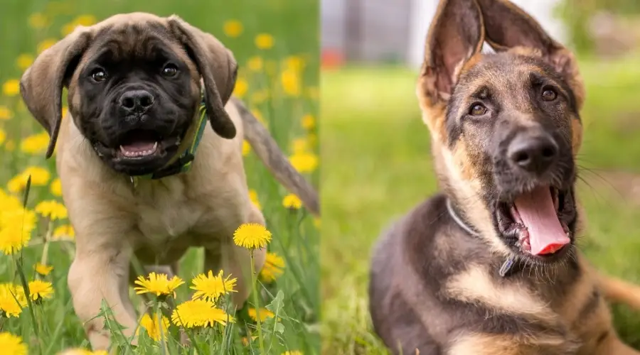 Dos cachorros en campos verdes