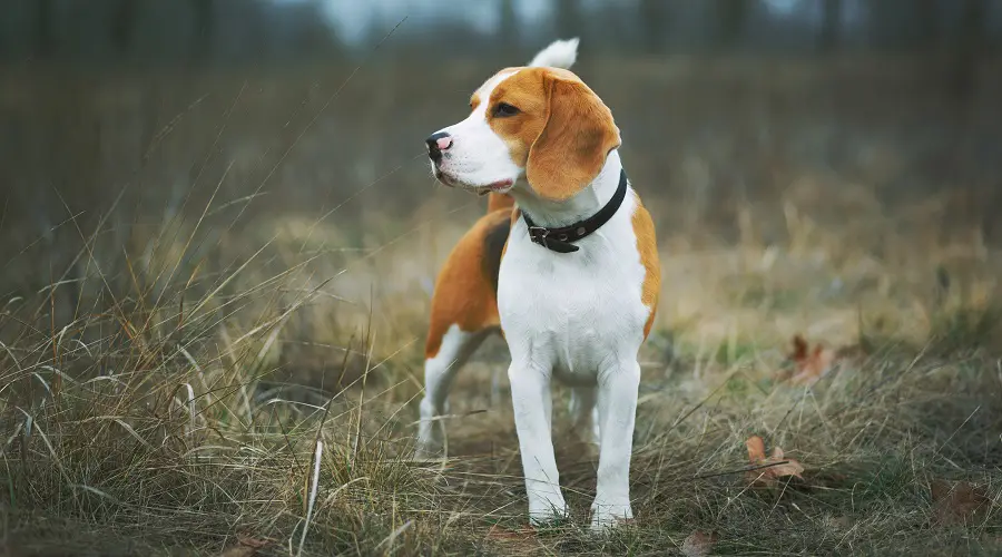 Beagle