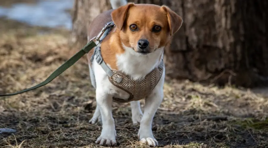 Perro pequeño mixto con correa