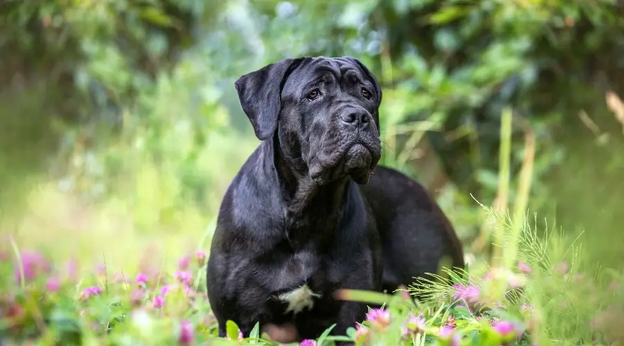 Cane Corso negro al aire libre