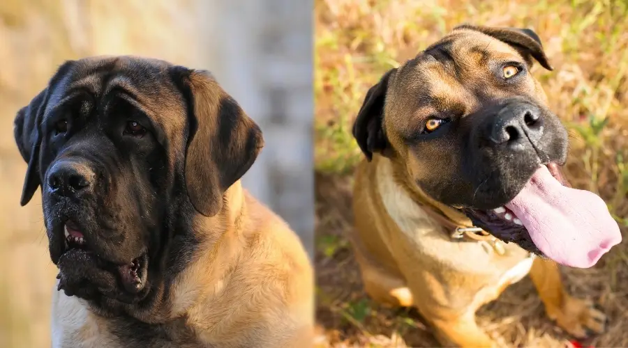 Mastín y Cane Corso Leonado