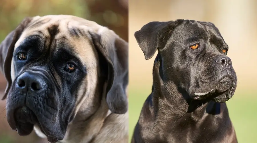 Cane Corso y Mastín Inglés Diferentes Colores