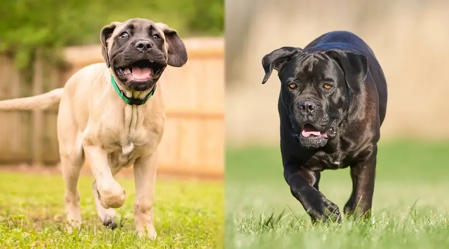 Correr perros mastín y cane corso