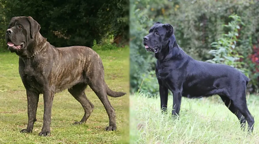 Mastín Inglés y Cane Corso en el campo