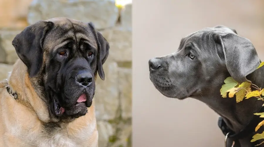 Dos perros entrenando al aire libre