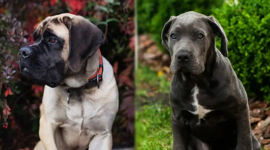 Cachorro de Mastín Inglés y Cane Corso