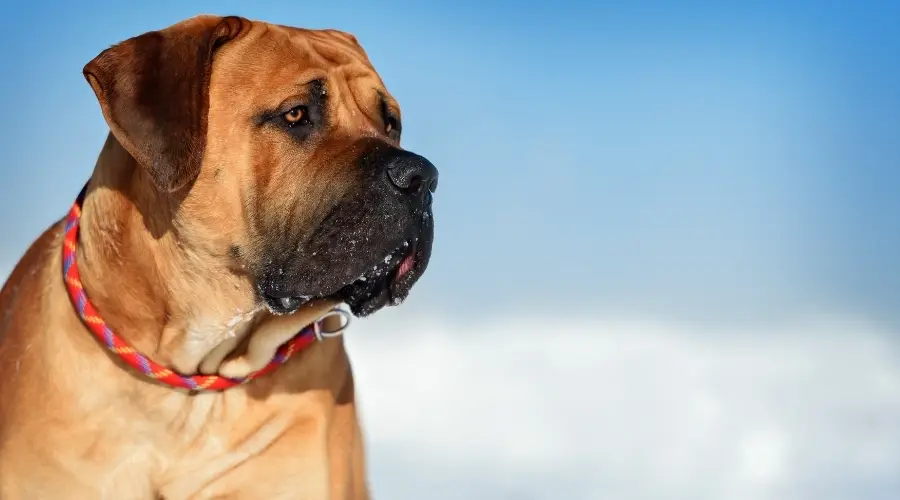 Perro gigante en la nieve