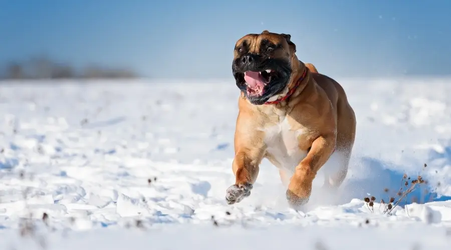 Perro gigante jugando en la nieve corriendo