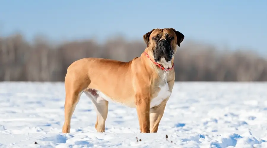 Perro en entrenamiento de nieve