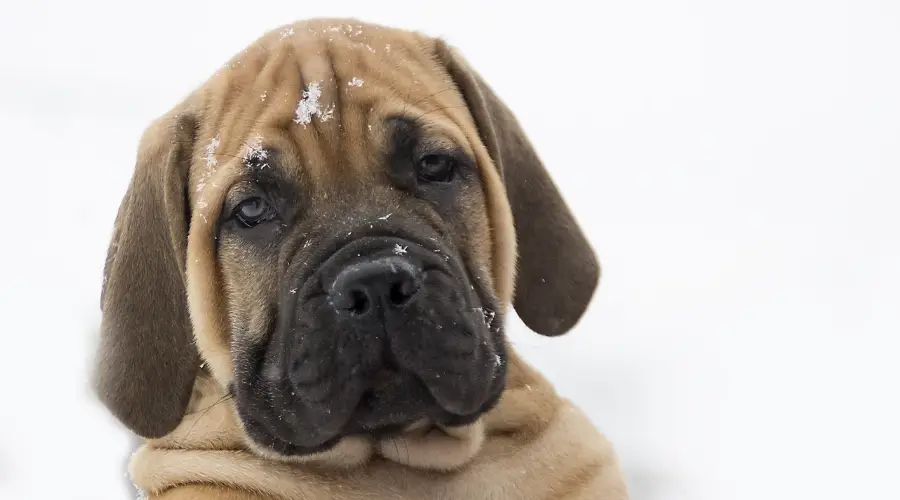 Cachorro joven de raza gigante