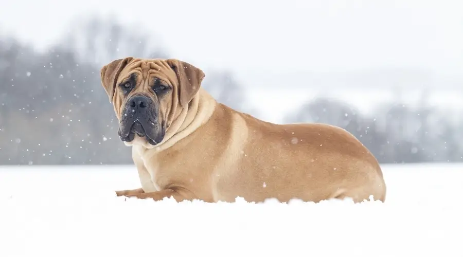 Perro gigante en la nieve al aire libre