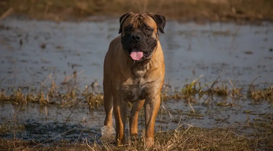 Perro gigante jugando en Marsh