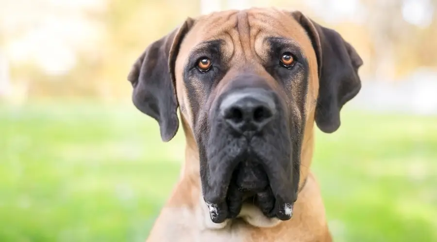 Perro de raza gigante hambriento