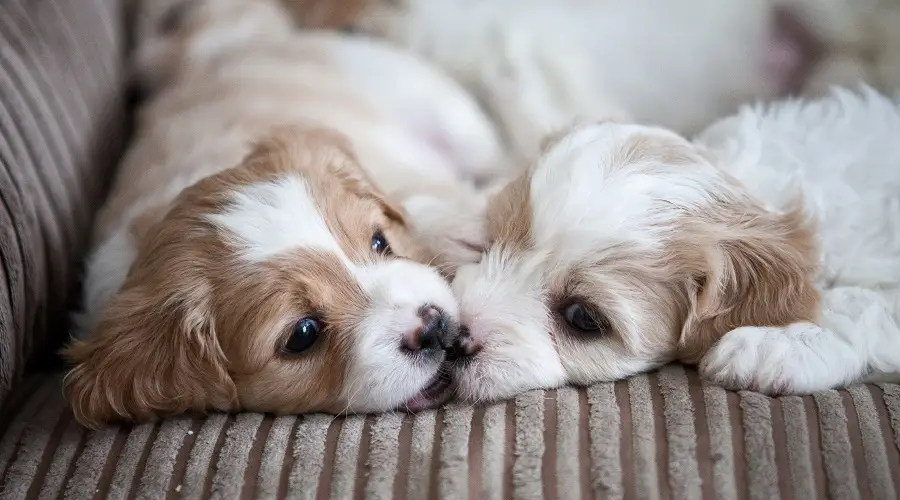 Cachorros Cavachón