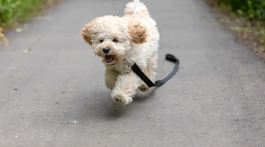 Maltipoo