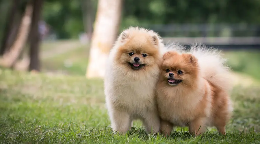 Perro Pomerania
