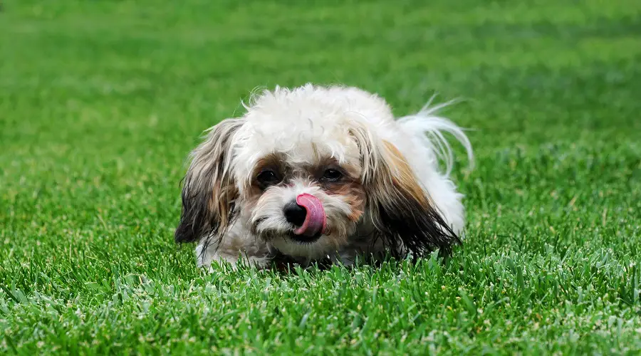 Shih Poo